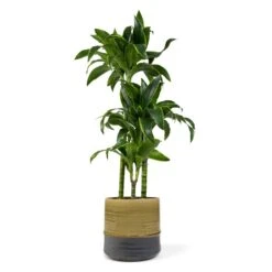 Marlijn Plant Pot - Thyme 24 Marlijn Plant Pot - Thyme -Plant Promotion Store Dracaena fragrans Dorado 3Stem 21x95cm Marlijn Plant Pot Thyme 24x23cm 710cf9eb a1c0 4167 b639 f24f8a978f53