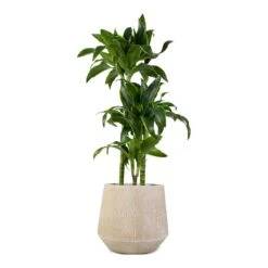 Dracaena Fragrans Dorado - Multi Stem 17 Dracaena Fragrans Dorado - Multi Stem -Plant Promotion Store Dracaena fragrans Dorado 3Stem 21x95cm Raindrop Tube Round Planter Stone 30x26cm