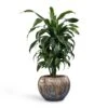 Dracaena Fragrans Dorado - Branched -Plant Promotion Store Dracaena fragrans Dorado Branched 21x70cm Plant Pot Luxe Lite Comet Globe Planter Bronze 33x24cm