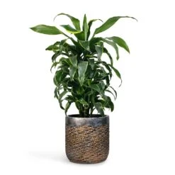 Dracaena Fragrans Dorado - Branched 16 Dracaena Fragrans Dorado - Branched -Plant Promotion Store Dracaena fragrans Dorado Branched 21x70cm Plant Pot Luxe Lite Layer Cylinder Planter Bronze 28x27cm