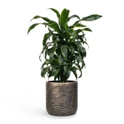 Luxe Lite Wrinkle Cylinder Planter - Bronze 23 Luxe Lite Wrinkle Cylinder Planter - Bronze -Plant Promotion Store Dracaena fragrans Dorado Branched 21x70cm Plant Pot Luxe Lite Wrinkle Cylinder Planter Bronze 28x27cm 5ba1482f 8042 4cfd a7d0 974123cf5037