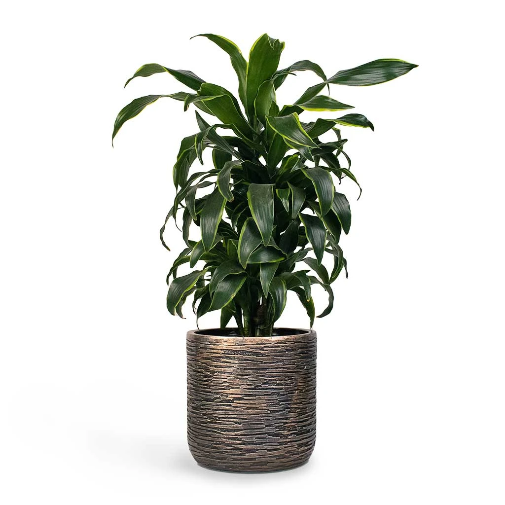 Luxe Lite Wrinkle Cylinder Planter - Bronze 10 Luxe Lite Wrinkle Cylinder Planter - Bronze - Image 8