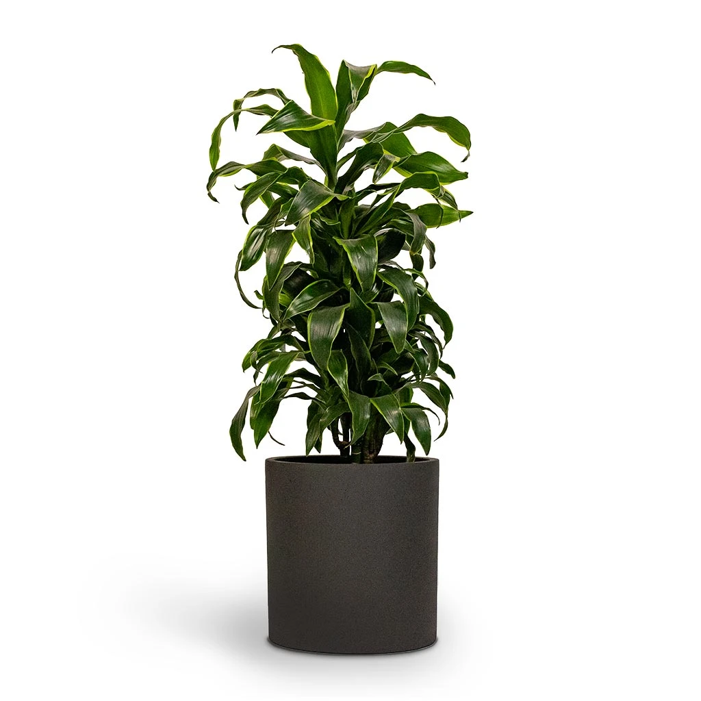 Max Refined Planter - Volcano Black 4 Max Refined Planter - Volcano Black - Image 2
