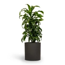 Dracaena Fragrans Dorado - Branched 20 Dracaena Fragrans Dorado - Branched -Plant Promotion Store Dracaena fragrans Dorado Branched 21x70cm Pot Max Refined Planter 29x29.5cm 2 814c9cca 14d7 4ebb 9b15 2f8d14bfad60