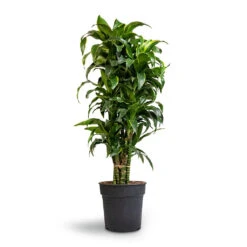 Dracaena Fragrans Dorado - Branched 17 Dracaena Fragrans Dorado - Branched -Plant Promotion Store Dracaena fragrans Dorado Branched 27x110cm