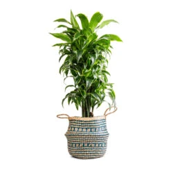 Seagrass Tribal Basket - Teal Lined -Plant Promotion Store Dracaena fragrans Dorado Branched 27x95cm Seagrass Tribal Basket Teal Lined 30x25cm