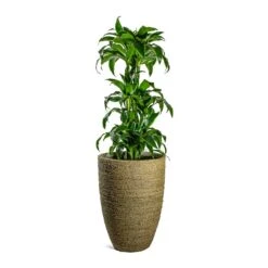 Ben Plant Pot - Straw Grass 26 Ben Plant Pot - Straw Grass -Plant Promotion Store Dracaena fragrans Dorado Branched Ben Plant Pot Straw Grass 41fd72bd fecb 4792 984f 971c4e8cc9c3