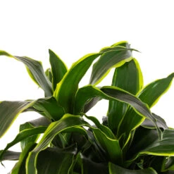 Dracaena Fragrans Dorado - Branched 18 Dracaena Fragrans Dorado - Branched -Plant Promotion Store Dracaena fragrans Dorado Branched DETAIL