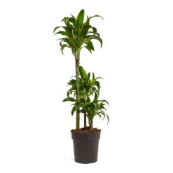 Dracaena Fragrans Dorado - Multi Stem 16 Dracaena Fragrans Dorado - Multi Stem -Plant Promotion Store Dracaena fragrans Dorado Multi Stem 21cm