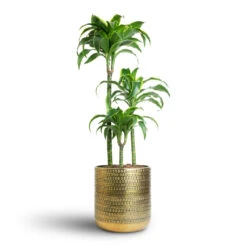 Solis Embossed Plant Pot - Gold -Plant Promotion Store Dracaena fragrans Dorado Multi Stem 21x95cm 3 stems Solis Embossed Plant Pot Gold 25x25cm 7 f5643f8b 5337 44a8 8e3a b568893ec702