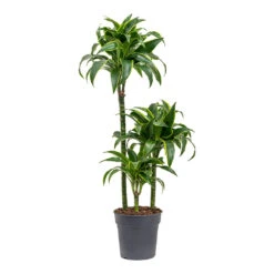 Dracaena Fragrans Dorado - Multi Stem 14 Dracaena Fragrans Dorado - Multi Stem -Plant Promotion Store Dracaena fragrans Dorado Multi Stem