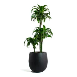 Dracaena Fragrans Dorado - Multi Stem 18 Dracaena Fragrans Dorado - Multi Stem -Plant Promotion Store Dracaena fragrans Dorado Multi Stem Grigio Balloon Plant Pot Anthracite Concrete 9b86369d f126 415d bbd3 0137e64ba038