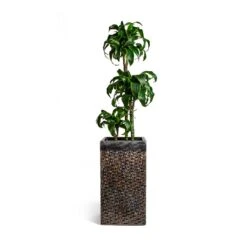 Dracaena Fragrans Dorado - Multi Stem 15 Dracaena Fragrans Dorado - Multi Stem -Plant Promotion Store Dracaena fragrans Dorado Multi Stem Luxe Lite Layer Square Planter Bronze