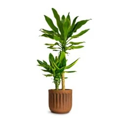 Dracaena Fragrans Golden Coast - Multi Stem 20 Dracaena Fragrans Golden Coast - Multi Stem -Plant Promotion Store Dracaena fragrans Gold Coast Multi Stem 19x100cm Houseplant Plant Pot Duncan Rust 14x13cm c34d9826 1b16 48a0 87ba e44beb98e4c5