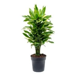 Dracaena Fragrans Golden Coast - Branched 14 Dracaena Fragrans Golden Coast - Branched -Plant Promotion Store Dracaena fragrans Golden Coast Branched 24cm