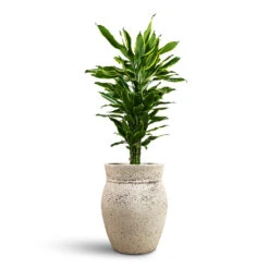 Apollo Mediterranean Planter - Chalk White 17 Apollo Mediterranean Planter - Chalk White -Plant Promotion Store Dracaena fragrans Golden Coast Branched 24x90cm Apollo Mediterranean Planter Chalk White 38.5x47cm 1