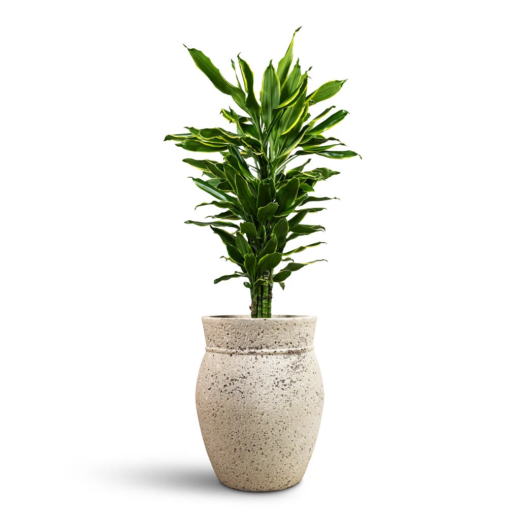 Apollo Mediterranean Planter - Chalk White 10 Apollo Mediterranean Planter - Chalk White - Image 8