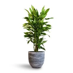 Dracaena Fragrans Golden Coast - Branched 17 Dracaena Fragrans Golden Coast - Branched -Plant Promotion Store Dracaena fragrans Golden Coast Branched 24x90cm Cas Plant Pot Anthracite 32x29cm bcf056ee b210 4c9b a483 112e7bc17825