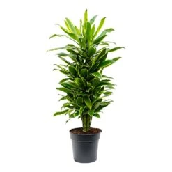 Dracaena Fragrans Golden Coast - Branched 16 Dracaena Fragrans Golden Coast - Branched -Plant Promotion Store Dracaena fragrans Golden Coast Branched 27cm