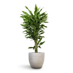 Dracaena Fragrans Golden Coast - Branched 15 Dracaena Fragrans Golden Coast - Branched -Plant Promotion Store Dracaena fragrans Golden Coast Branched 27x110cm Cas Plant Pot Cool Grey 36x32cm 4cccdb80 118f 46d2 9e0e 0e14df216cb3