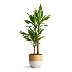 Dracaena Fragrans Golden Coast - Multi Stem 17 Dracaena Fragrans Golden Coast - Multi Stem -Plant Promotion Store Dracaena fragrans Golden Coast Multi Stem 17x70cm Bamboo Plant Pot White 19x19cm