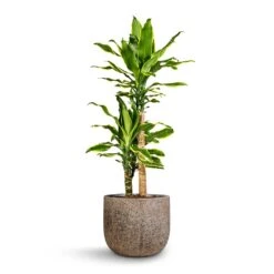 Dracaena Fragrans Golden Coast - Multi Stem 18 Dracaena Fragrans Golden Coast - Multi Stem -Plant Promotion Store Dracaena fragrans Golden Coast Multi Stem 17x70cm 2 stems Cody Cement Stone Plant Pot Granite Grey