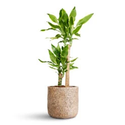 Maxim Plant Pot - Shiny Sand 21 Maxim Plant Pot - Shiny Sand -Plant Promotion Store Dracaena fragrans Golden Coast Multi Stem 17x70cm 2 stems Maxim Plant Pot Shiny Sand 24x22cm 1