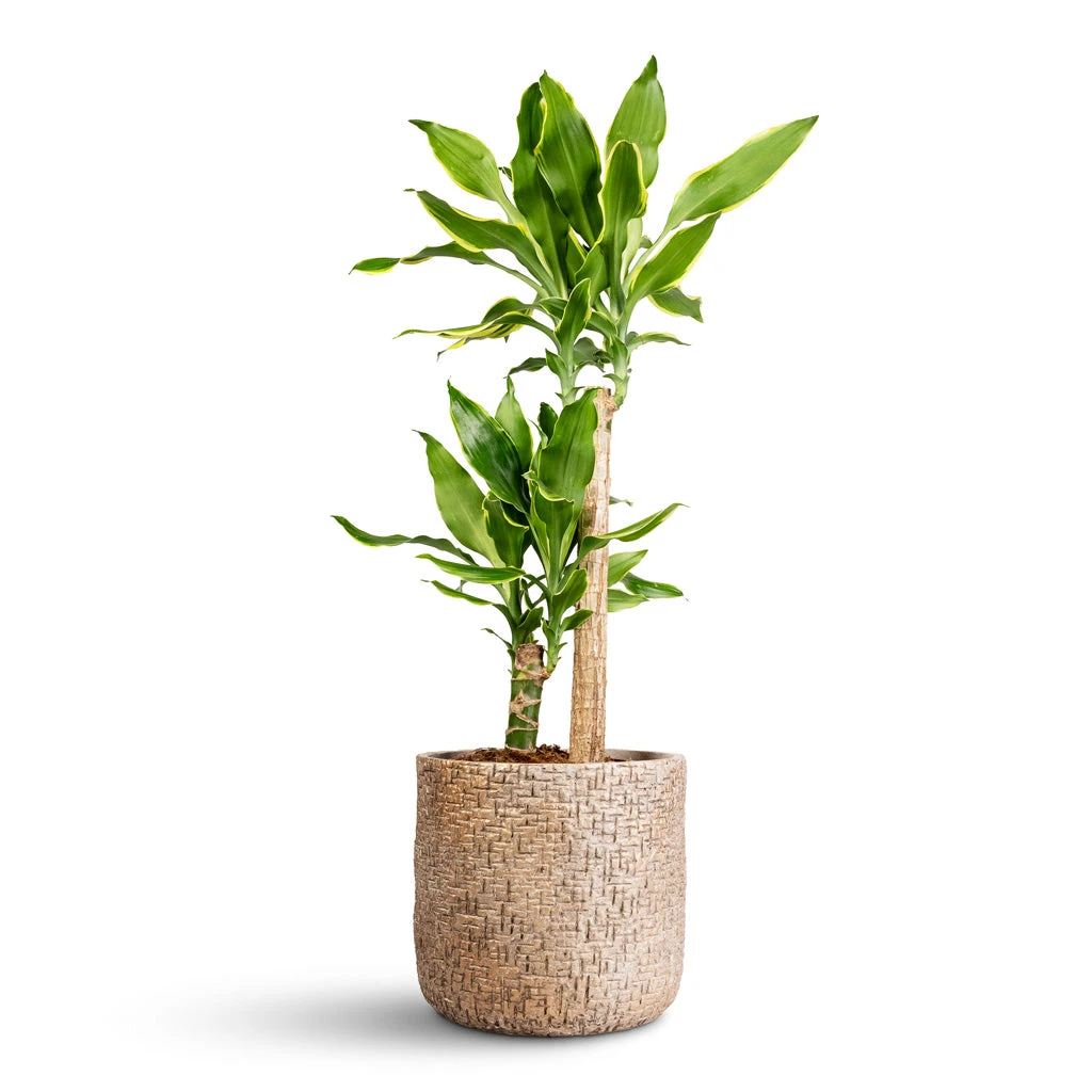 Dracaena Fragrans Golden Coast - Multi Stem 3 Dracaena Fragrans Golden Coast - Multi Stem