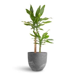 Dracaena Fragrans Golden Coast - Multi Stem 19 Dracaena Fragrans Golden Coast - Multi Stem -Plant Promotion Store Dracaena fragrans Golden Coast Multi Stem 17x70cm 2 stems Bola Artstone Plant Pot Grey 28x24cm d9e487f5 5dcf 4a4d 856d 8a4cfe78f51b