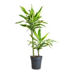 Dracaena Fragrans Golden Coast - Multi Stem 24 Dracaena Fragrans Golden Coast - Multi Stem -Plant Promotion Store Dracaena fragrans Golden Coast Multi Stem 21x85cm 2 stems