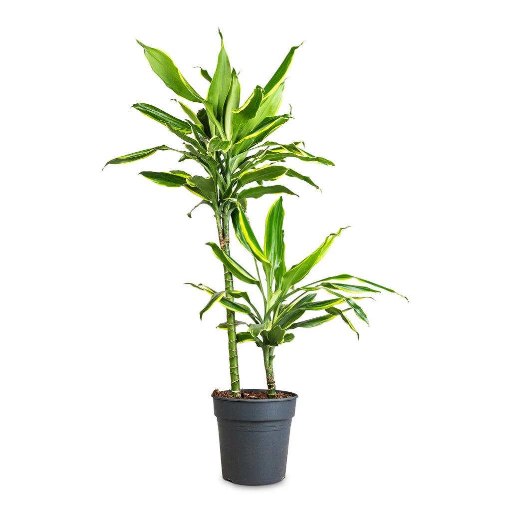 Dracaena Fragrans Golden Coast - Multi Stem 13 Dracaena Fragrans Golden Coast - Multi Stem - Image 11
