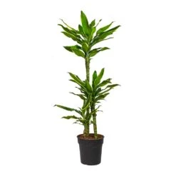 Dracaena Fragrans Golden Coast - Multi Stem 22 Dracaena Fragrans Golden Coast - Multi Stem -Plant Promotion Store Dracaena fragrans Golden Coast Multi Stem