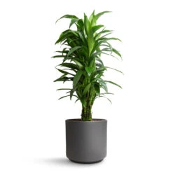 Leon Plant Pot - Granite -Plant Promotion Store Dracaena fragrans Janet Craig Branched 27x130cm Leon Plant Pot Granite 32x27cm