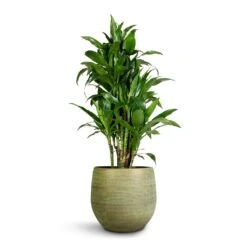 Dracaena Fragrans Janet Craig - Branched 13 Dracaena Fragrans Janet Craig - Branched -Plant Promotion Store Dracaena fragrans Janet Craig Branched 27x130cm Lydia Plant Pot Shiny Green 36x32cm