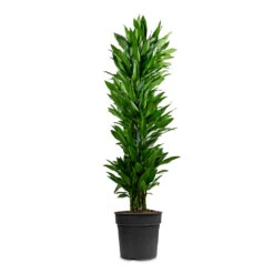 Dracaena Fragrans Janet Craig - Branched 17 Dracaena Fragrans Janet Craig - Branched -Plant Promotion Store Dracaena fragrans Janet Craig Branched 34x180cm 1