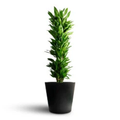 Dracaena Fragrans Janet Craig - Branched 18 Dracaena Fragrans Janet Craig - Branched -Plant Promotion Store Dracaena fragrans Janet Craig Branched 34x180cm Bucket Natural Planter Black 68x60cm
