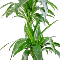 Dracaena Fragrans Janet Craig - Multi Stem 16 Dracaena Fragrans Janet Craig - Multi Stem -Plant Promotion Store Dracaena fragrans Janet Craig Multi Stem 24x135cm DETAIL