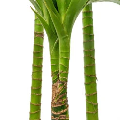 Dracaena Fragrans Janet Craig - Multi Stem 17 Dracaena Fragrans Janet Craig - Multi Stem -Plant Promotion Store Dracaena fragrans Janet Craig Multi Stem 24x135cm DETAIL 3