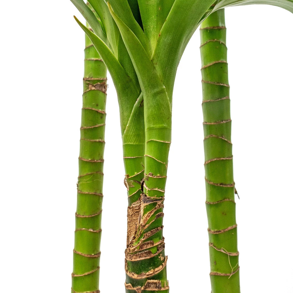 Dracaena Fragrans Janet Craig - Multi Stem 8 Dracaena Fragrans Janet Craig - Multi Stem - Image 6