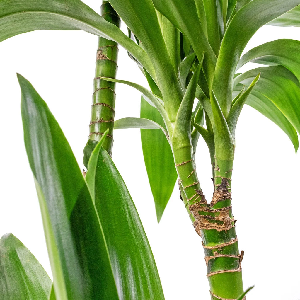 Dracaena Fragrans Janet Craig - Multi Stem 4 Dracaena Fragrans Janet Craig - Multi Stem - Image 2
