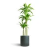 Dracaena Fragrans Janet Craig - Multi Stem -Plant Promotion Store Dracaena fragrans Janet Craig Multi Stem 24x135cm 3 stems Max Refined Planter Pine Green 29x29.5cm