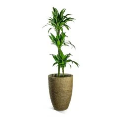 Ben Plant Pot - Straw Grass 27 Ben Plant Pot - Straw Grass -Plant Promotion Store Dracaena fragrans Janet Craig Multi Stem Ben Plant Pot Straw Grass 8ef79176 2add 4bfd 8e9a 72a53007d81e
