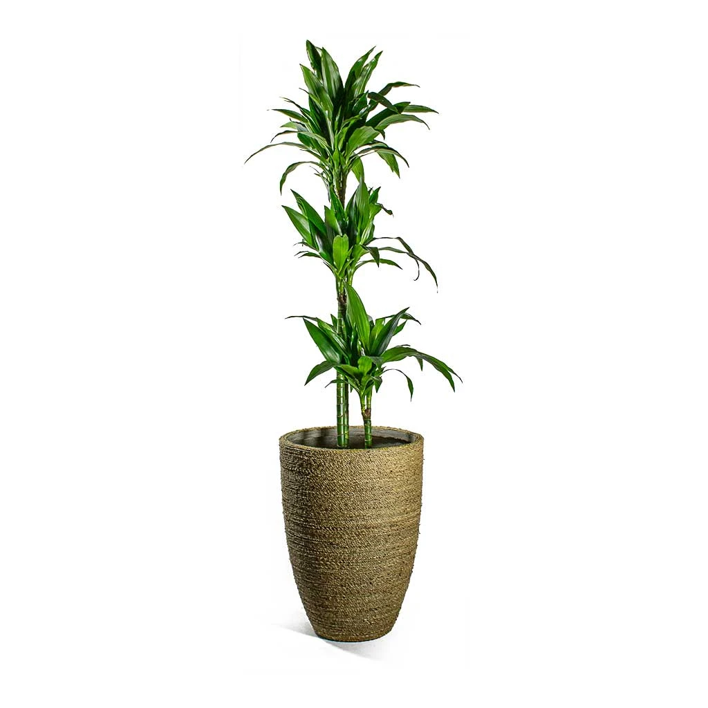 Ben Plant Pot - Straw Grass 14 Ben Plant Pot - Straw Grass - Image 12