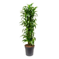 Dracaena Fragrans Janet Craig - Branched 15 Dracaena Fragrans Janet Craig - Branched -Plant Promotion Store Dracaena fragrans Janet Craig branched 34x180cm