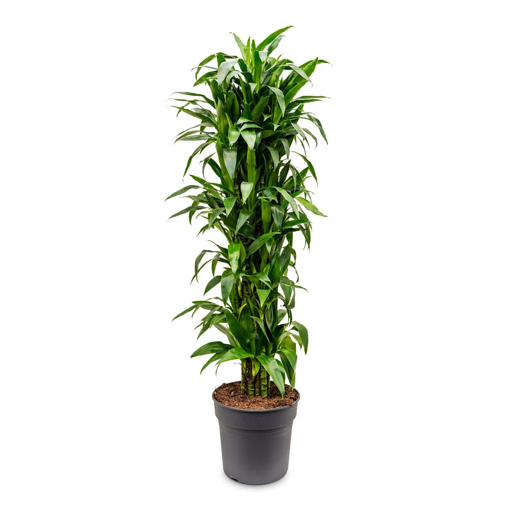 Dracaena Fragrans Janet Craig - Branched 7 Dracaena Fragrans Janet Craig - Branched - Image 5