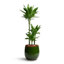 Dracaena Fragrans Janet Lind - Multi Stem -Plant Promotion Store Dracaena fragrans Janet Lind 3 Stem 21x100cm Charlotte Plant Pot Green 29x25cm