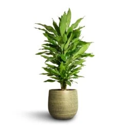 Dracaena Fragrans Janet Lind - Branched 17 Dracaena Fragrans Janet Lind - Branched -Plant Promotion Store Dracaena fragrans Janet Lind Branched 21x80cm Lydia Plant Pot Shiny Green 26x26cm 5da0f566 7a64 40b8 9f2c dda9a514bb0f