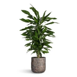 Dracaena Fragrans Janet Lind - Branched 19 Dracaena Fragrans Janet Lind - Branched -Plant Promotion Store Dracaena fragrans Janet Lind Branched 21x90cm Maxim Plant Pot Shiny Earth 24x22cm