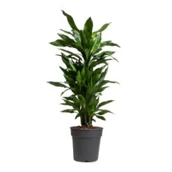 Dracaena Fragrans Janet Lind - Branched 16 Dracaena Fragrans Janet Lind - Branched -Plant Promotion Store Dracaena fragrans Janet Lind Branched 24x95cm