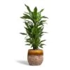 Dracaena Fragrans Janet Lind - Branched -Plant Promotion Store Dracaena fragrans Janet Lind Branched 24x95cm Lindy Plant Pot Ochre 30x25cm